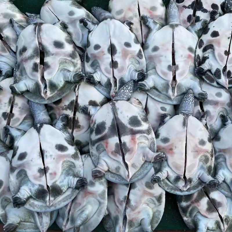 网红麻辣甲鱼半斤到一斤规格，量大从优，养殖基地直发