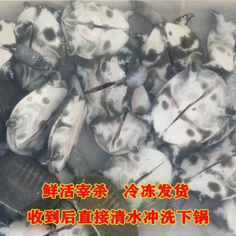 网红麻辣甲鱼半斤到一斤规格，量大从优，养殖基地直发