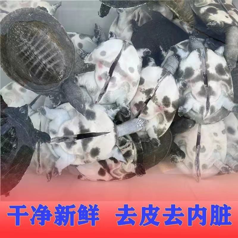 网红麻辣甲鱼半斤到一斤规格，量大从优，养殖基地直发