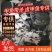 网红麻辣甲鱼批发，卤甲鱼规格，量大从优支持全国发货