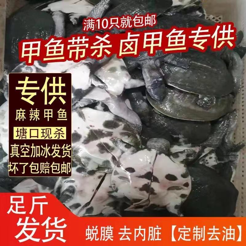 网红麻辣甲鱼批发，卤甲鱼规格，量大从优支持全国发货