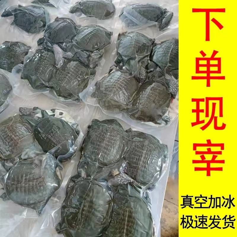 网红麻辣甲鱼批发，卤甲鱼规格，量大从优支持全国发货