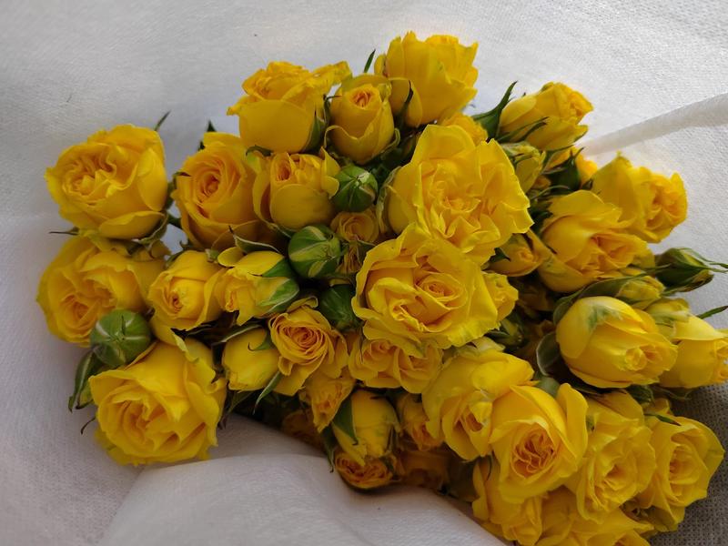 云南基地鲜花直发多头玫瑰品质优良价格美丽