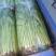 【芹菜】第一精品香芹产地直销供应各大市场电商商超