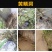 黄鳝钓具黄鳝钩有倒刺钓黄鳝钩引钩引条高岸钓黄鳝钩黄鳝勾鳝