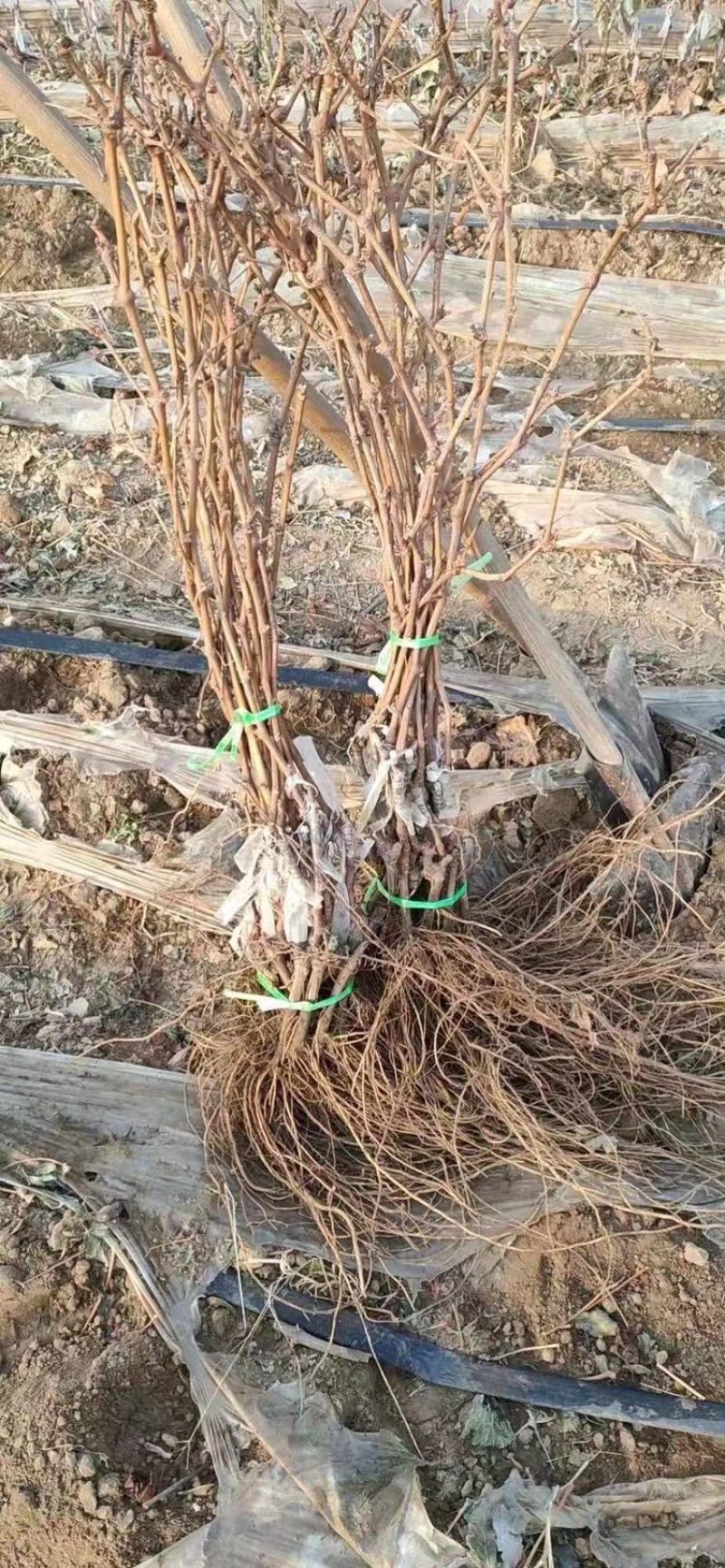 河北君林苗木基地供应蓝宝石葡萄苗