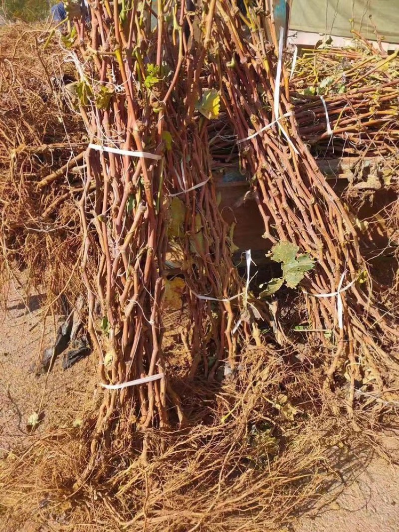 河北君林苗木基地供应蓝宝石葡萄苗