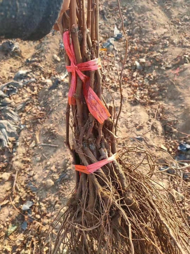 河北君林苗木基地供应蓝宝石葡萄苗