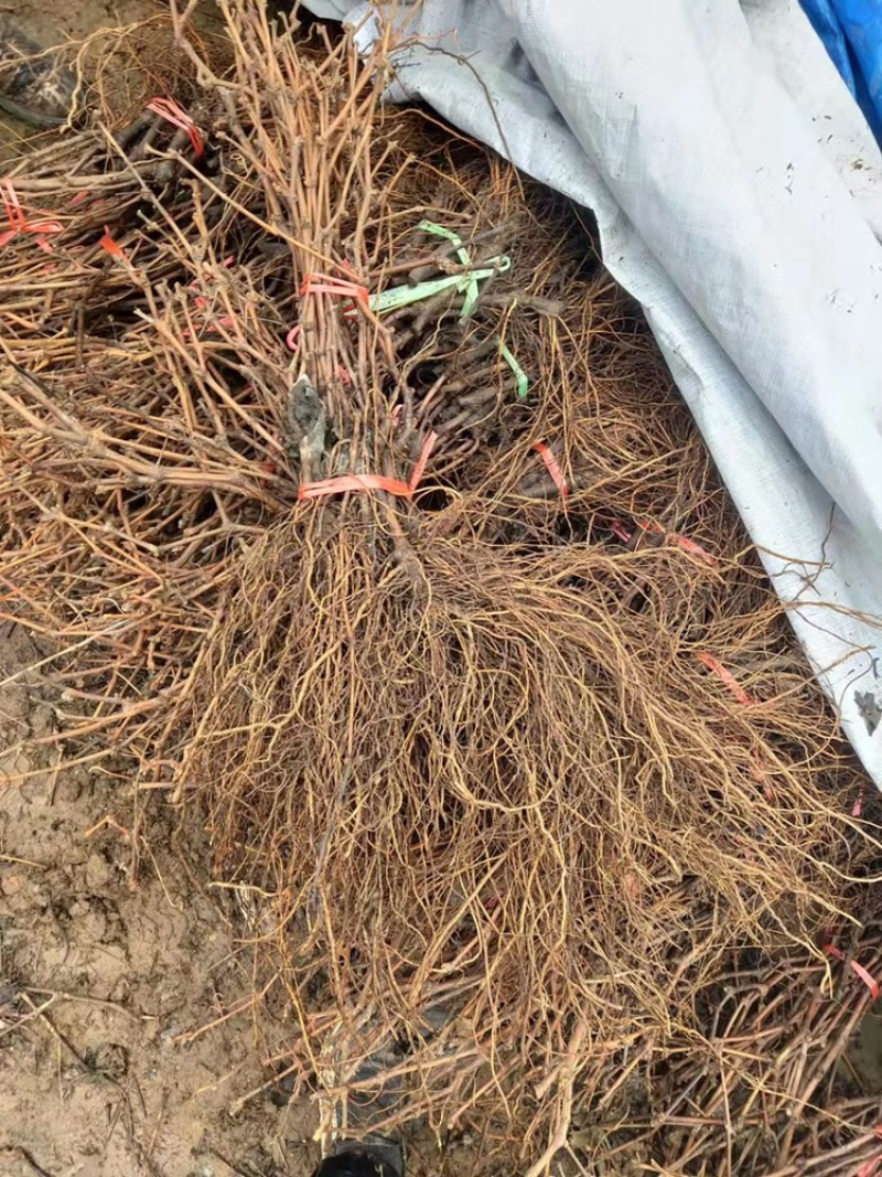 河北君林苗木基地供应蓝宝石葡萄苗