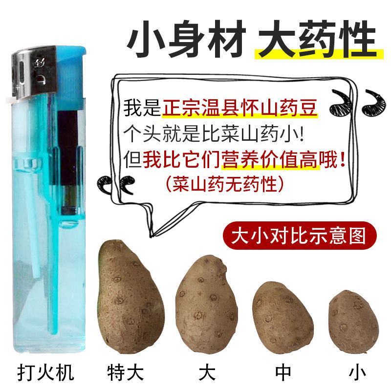 【正宗铁棍山药豆】新鲜采摘河南焦作温县怀山药蛋豆糖葫芦蛋