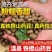 【正宗铁棍山药豆】新鲜采摘河南焦作温县怀山药蛋豆糖葫芦蛋
