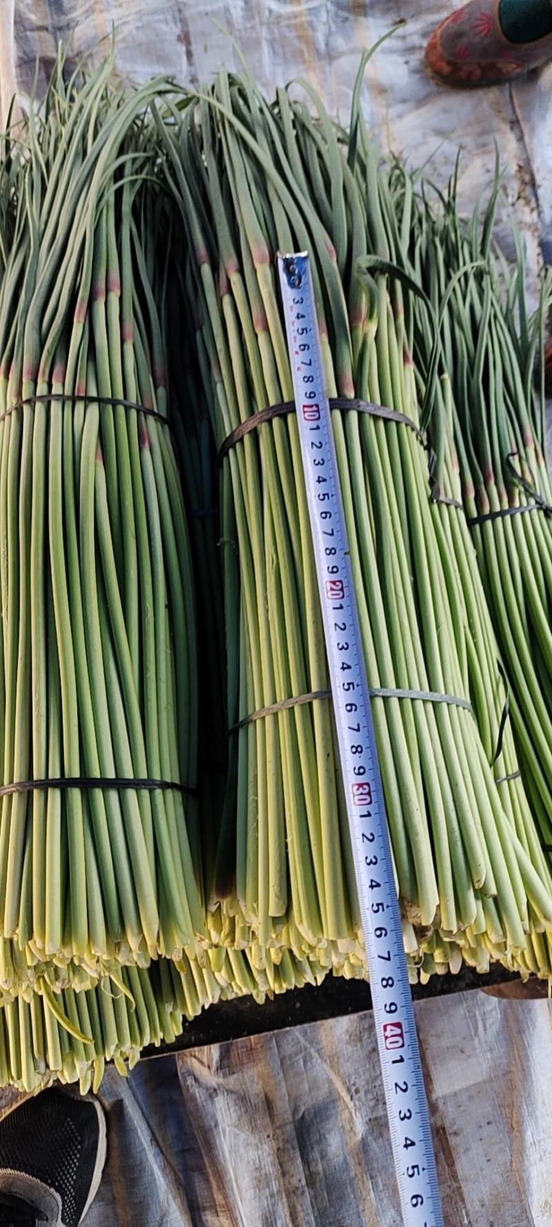 【热卖中】现拨新鲜蒜苔，无水泡红帽蒜苔大量上货物美价廉