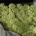【热卖中】现拨新鲜蒜苔，无水泡红帽蒜苔大量上货物美价廉
