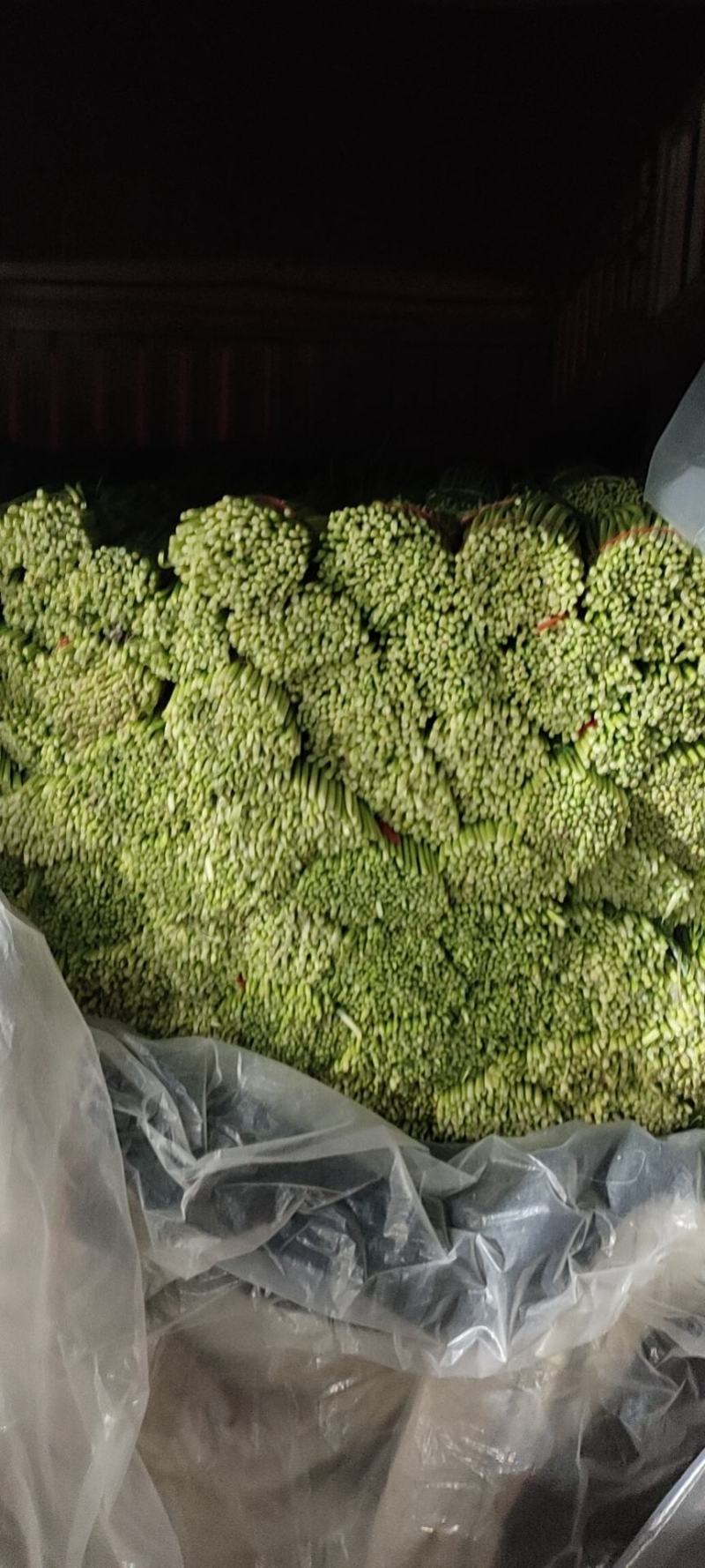 【热卖中】现拨新鲜蒜苔，无水泡红帽蒜苔大量上货物美价廉