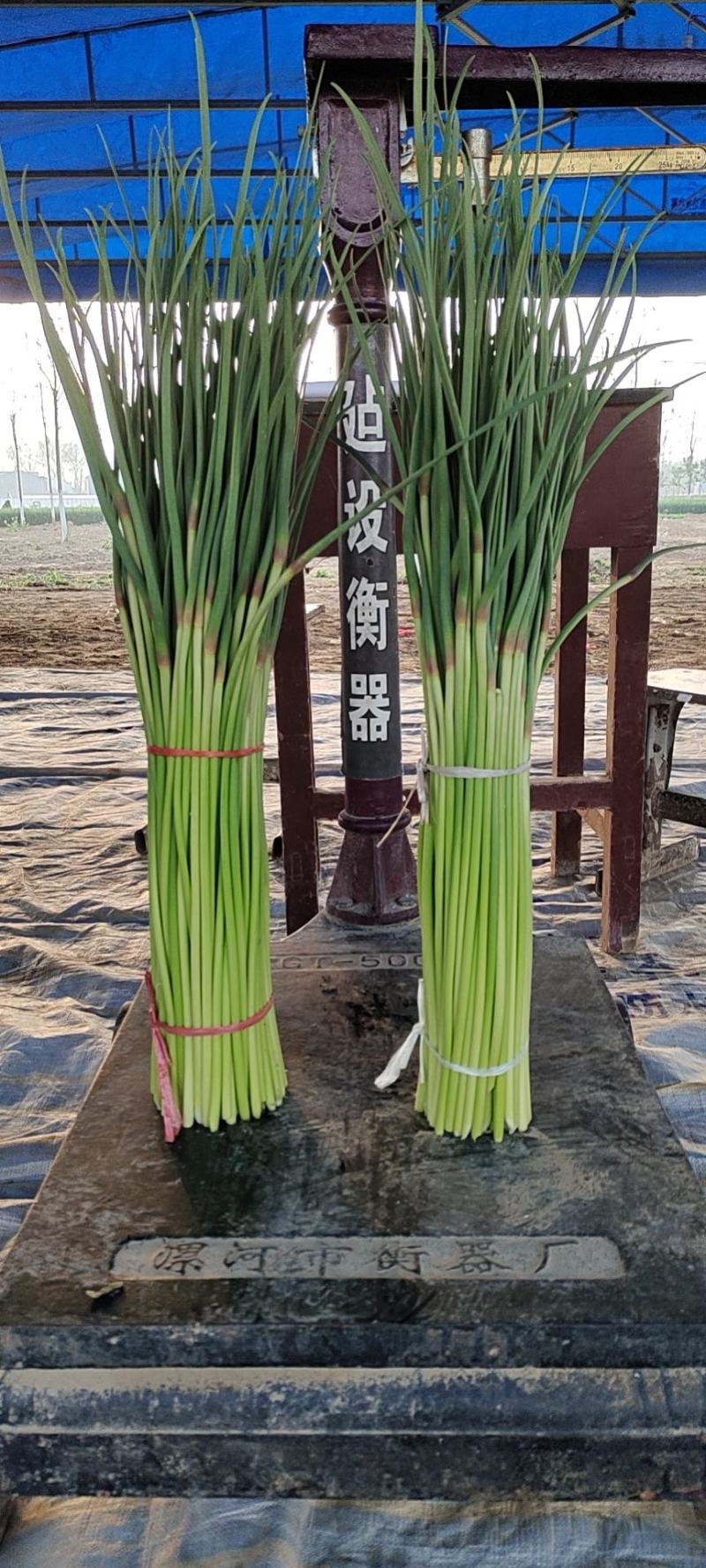 【热卖中】现拨新鲜蒜苔，无水泡红帽蒜苔大量上货物美价廉