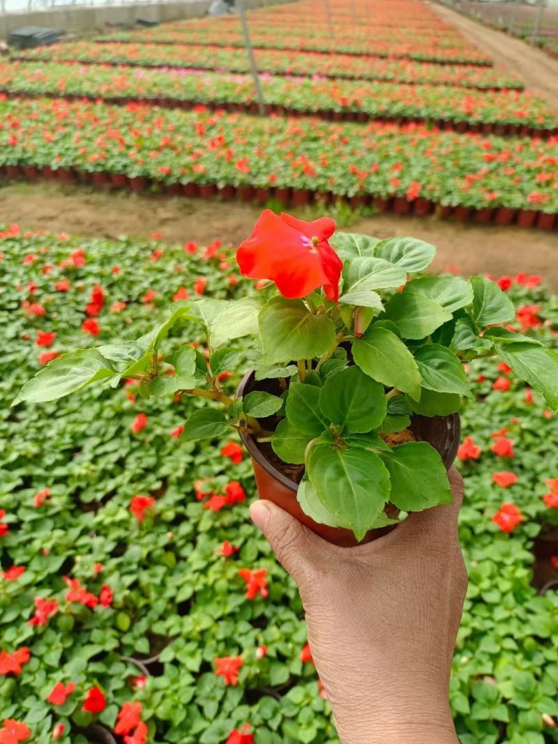 非洲凤仙，基地直供大量有货，规格全，颜色多量大从优