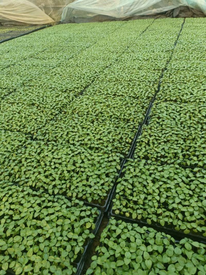 非洲凤仙，基地直供大量有货，规格全，颜色多量大从优