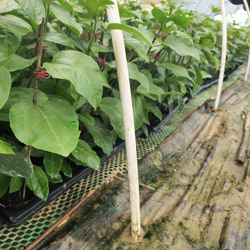 百香果钦蜜九号嫁接苗，叶色青秀，拖病毒苗种植成活率高，