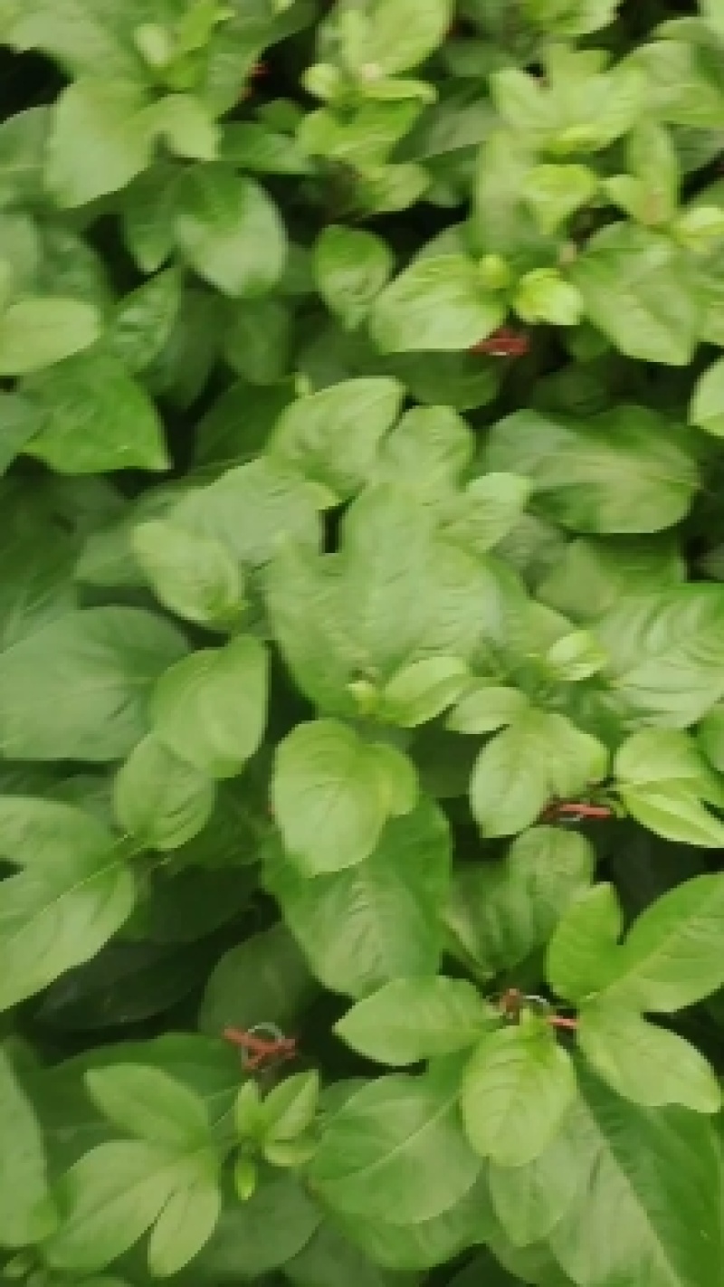 百香果钦蜜九号嫁接苗，叶色青秀，拖病毒苗种植成活率高，