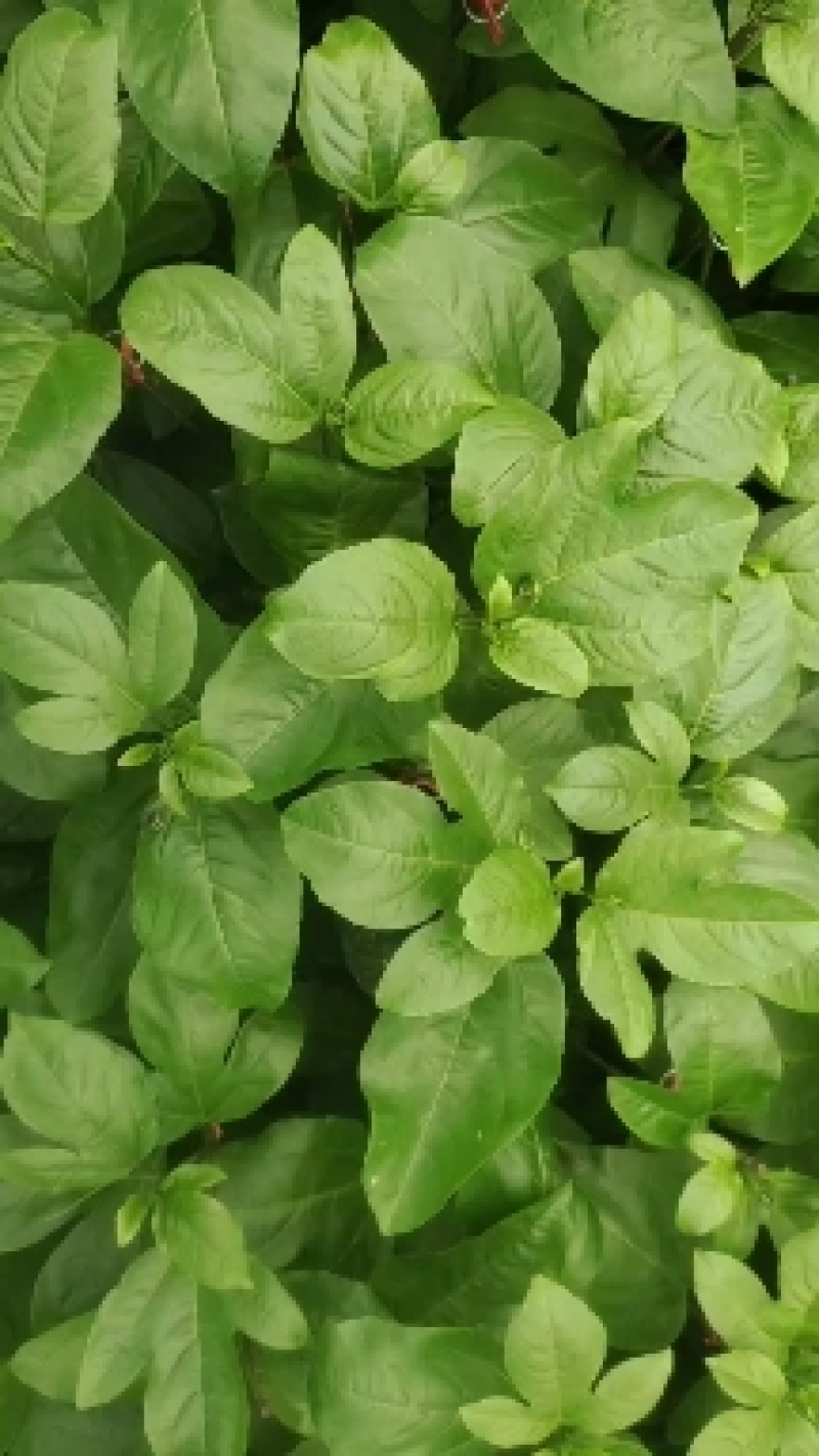 百香果钦蜜九号嫁接苗，叶色青秀，拖病毒苗种植成活率高，