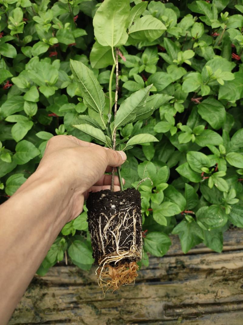 百香果钦蜜九号嫁接苗，叶色青秀，拖病毒苗种植成活率高，