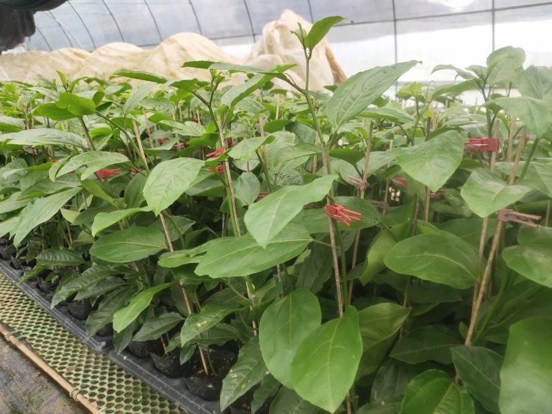 百香果钦蜜九号嫁接苗，叶色青秀，拖病毒苗种植成活率高，