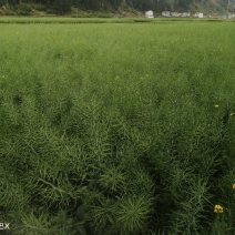 贵州本地油菜籽