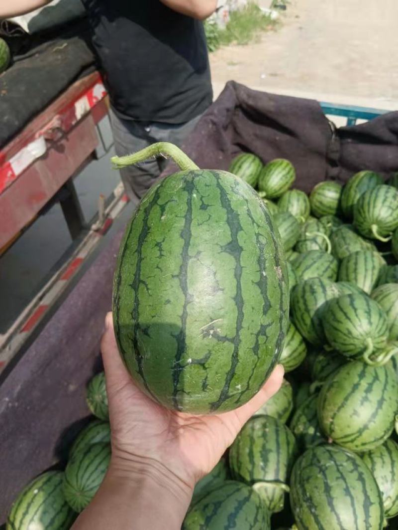 山东维坊精品2K西瓜大量上市真诚欢迎老板前来合作共采购