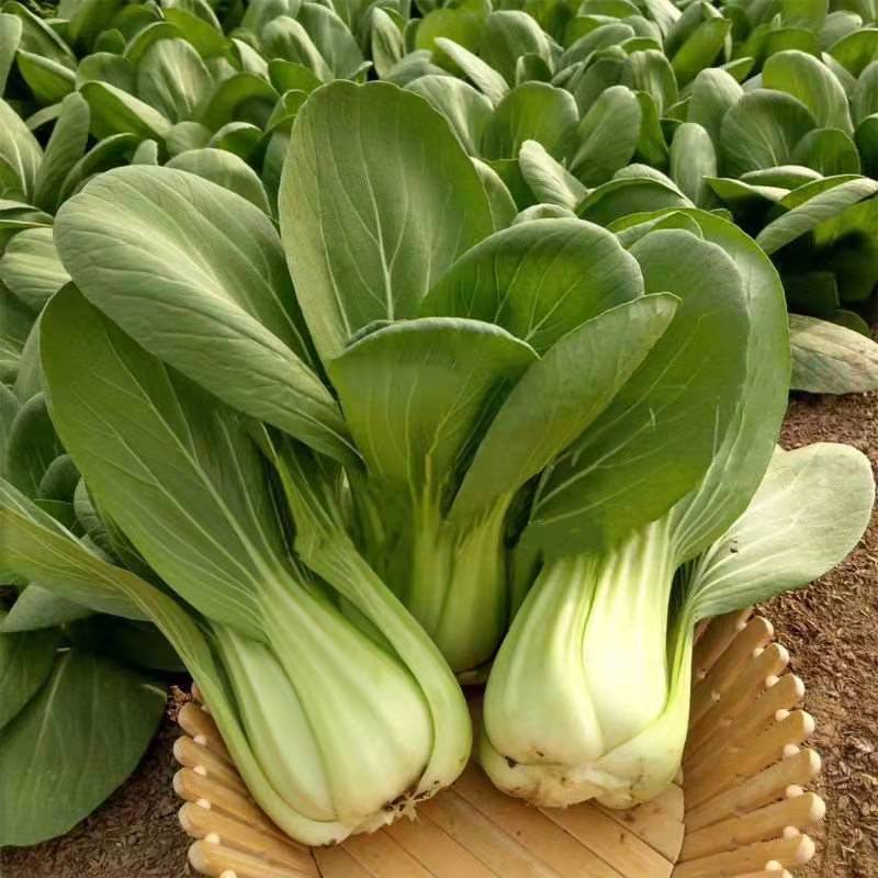 青梗菜种子夏冠秋季早熟油菜青菜种籽小白菜苗日本四季矮脚菜