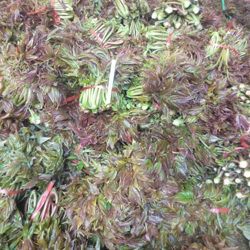 香椿芽批发基地大量优先全国发货，需要的与我联系