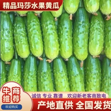 山东潍坊黄瓜水果黄瓜俄罗斯的玛莎大量有货量大从优