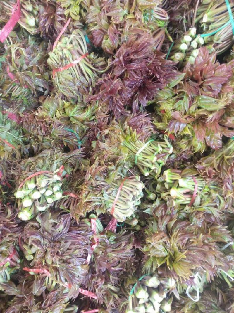香椿芽批发基地大量优先全国发货，需要的与我联系