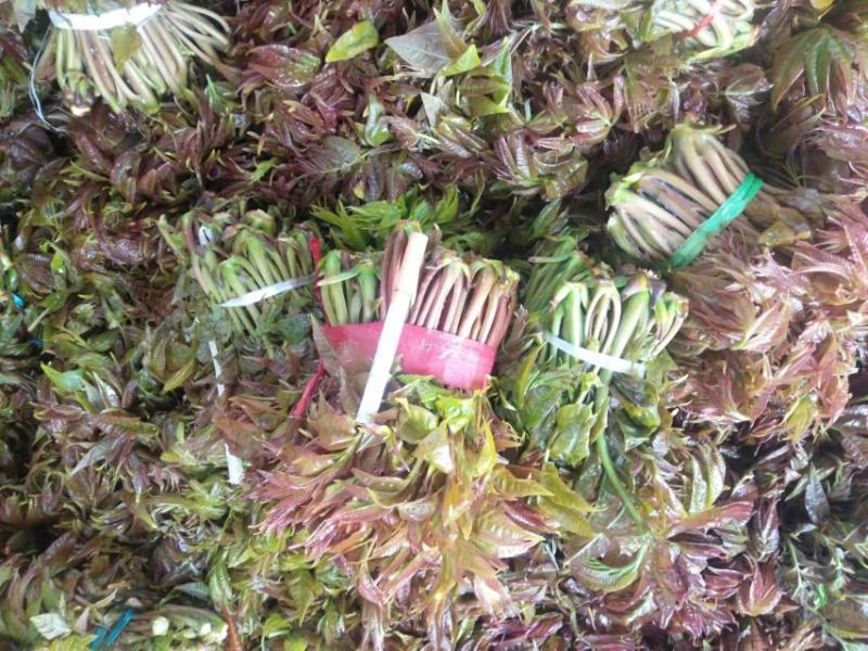 香椿芽批发基地大量优先全国发货，需要的与我联系
