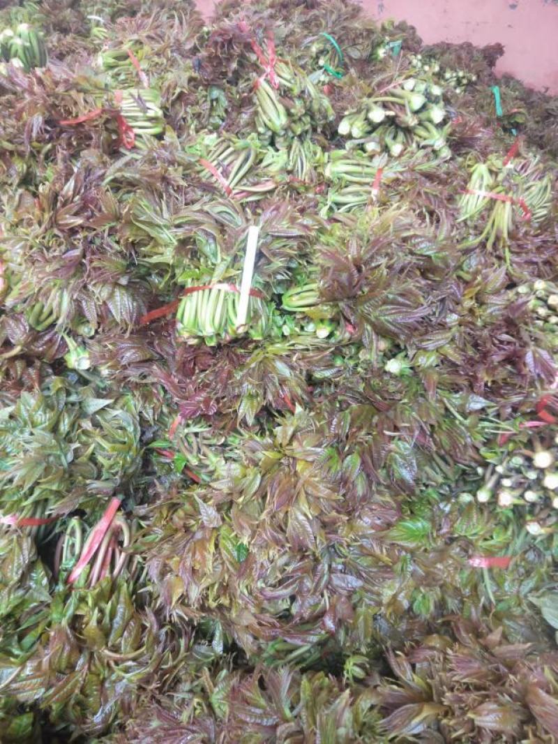 香椿芽批发基地大量优先全国发货，需要的与我联系