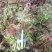 香椿芽批发基地大量优先全国发货，需要的与我联系