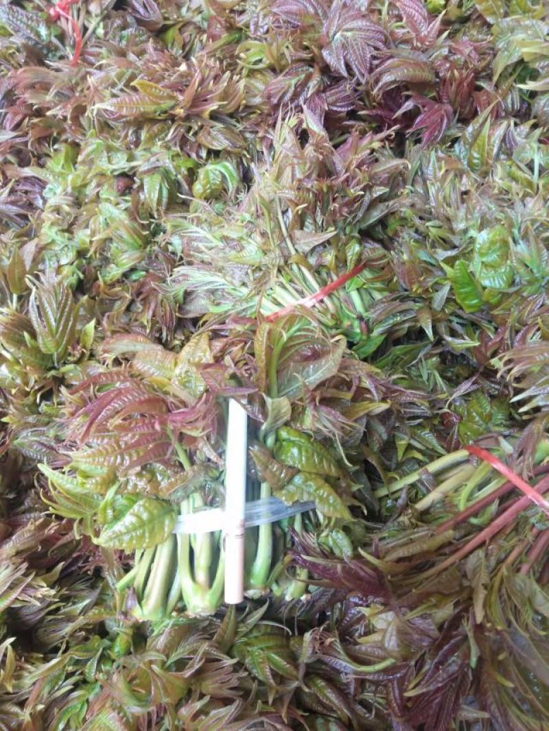 香椿芽批发基地大量优先全国发货，需要的与我联系
