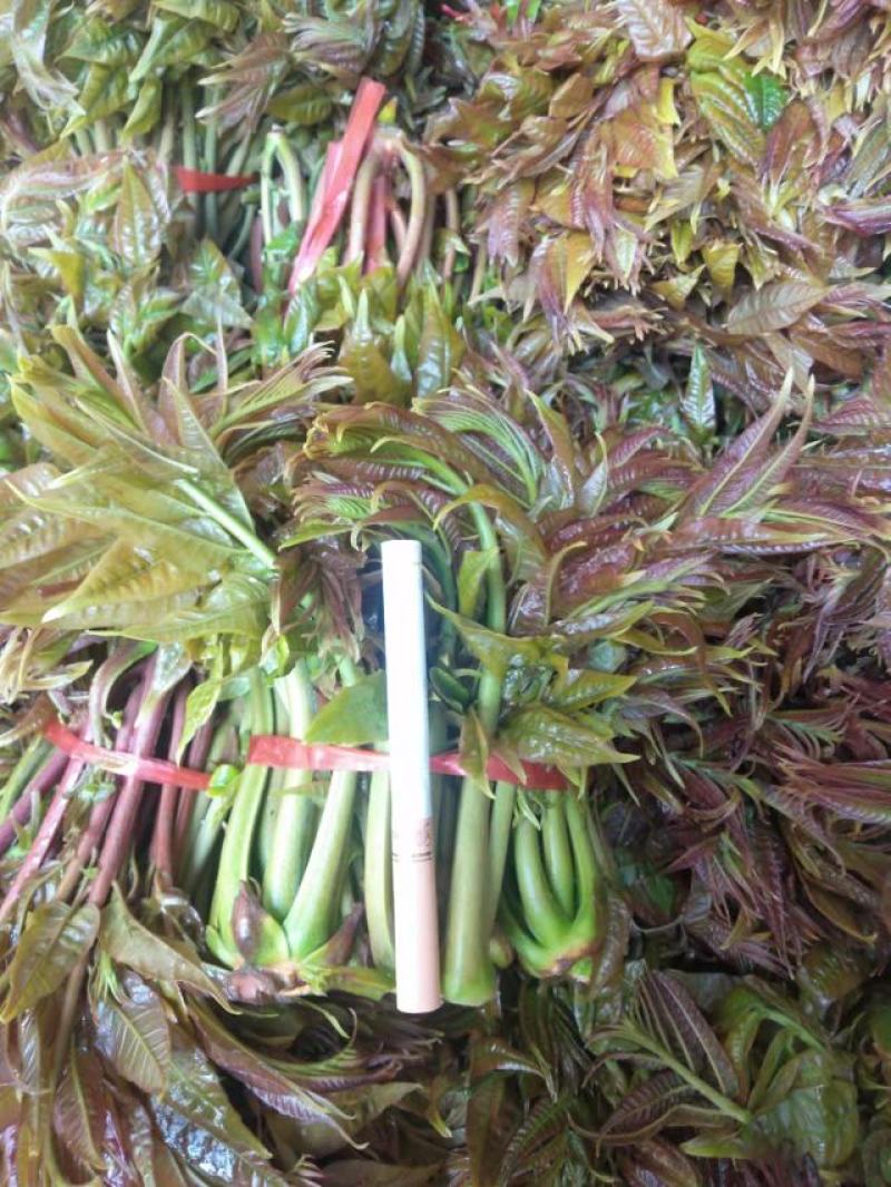 香椿芽批发基地大量优先全国发货，需要的与我联系
