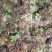 香椿芽批发基地大量优先全国发货，需要的与我联系