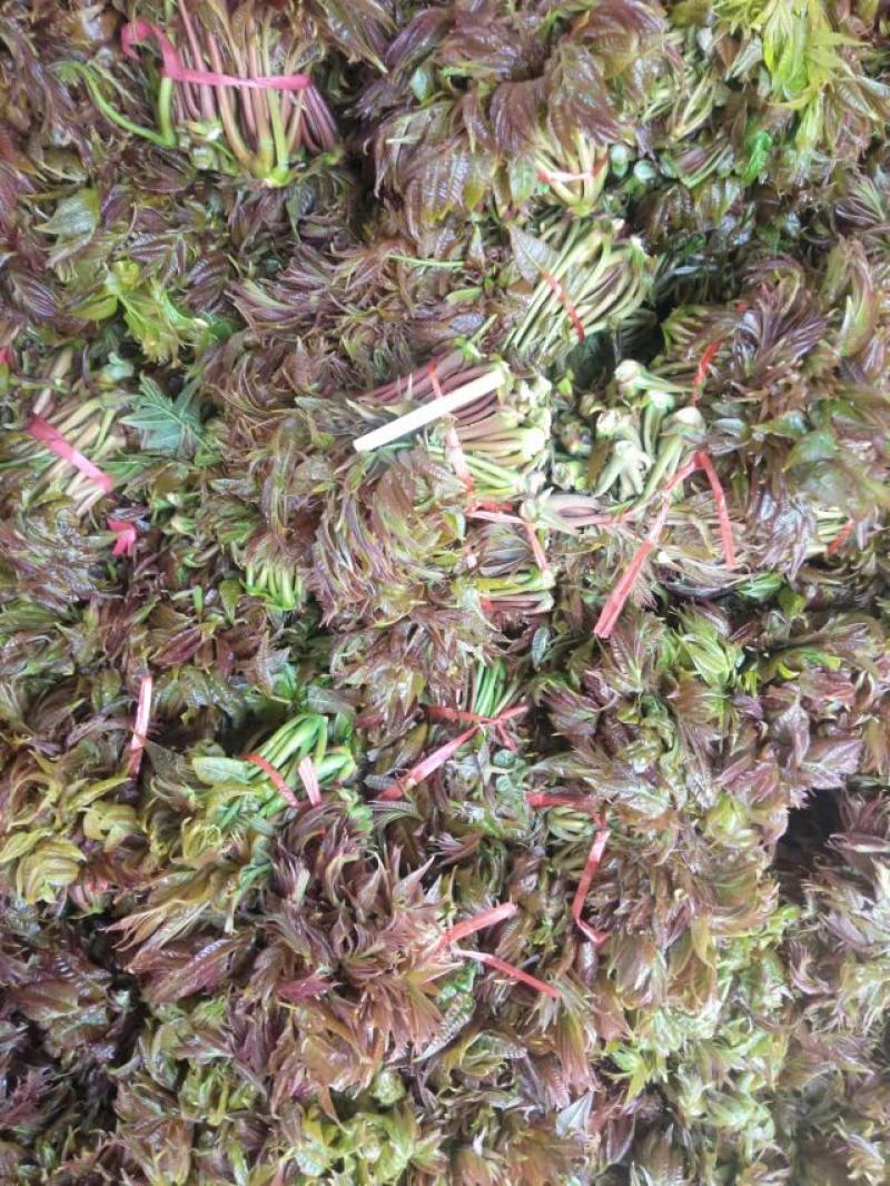 香椿芽批发基地大量优先全国发货，需要的与我联系