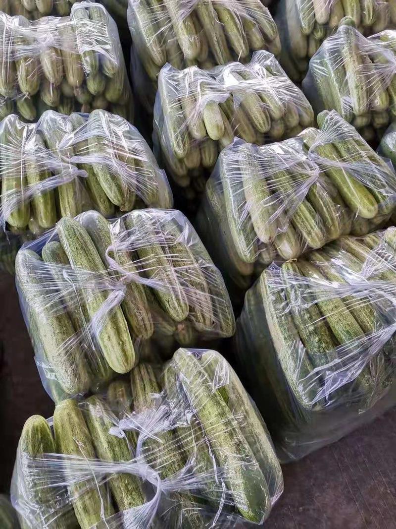 四川本地大棚种植燕白，燕青黄瓜，提供一天龙服务