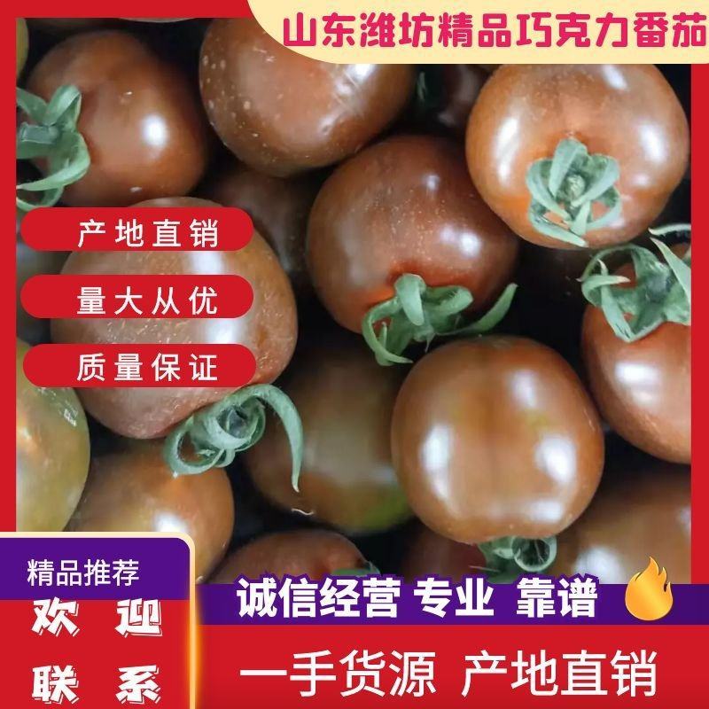 巧克力西红柿出口俄罗斯，现内销，产地山东省潍坊市