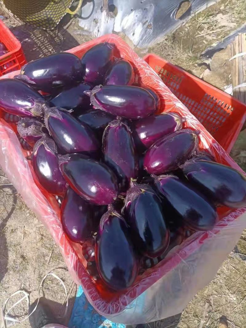圆茄，紫光圆茄广东基地发货量大从优欢迎电联