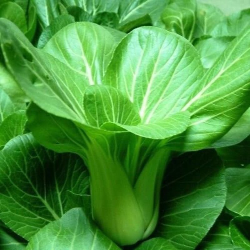 苏美丽上海青菜种籽种孑青梗菜种子秋冬季小青菜高产耐热南方
