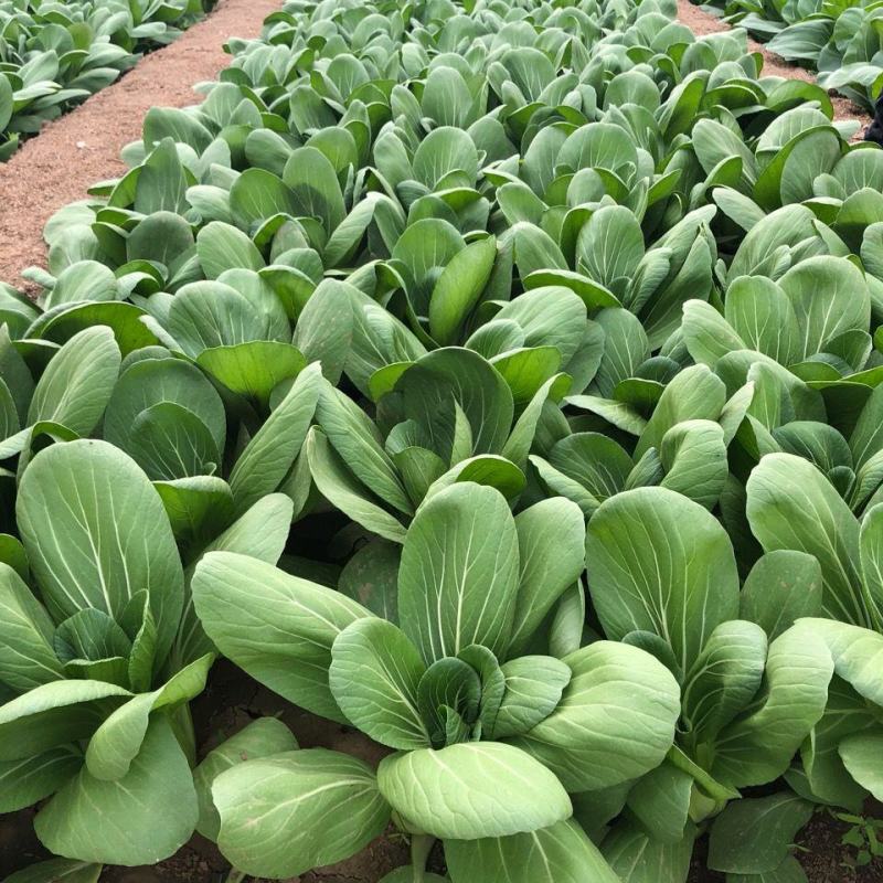 苏美丽上海青菜种籽种孑青梗菜种子秋冬季小青菜高产耐热南方