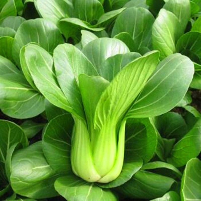 苏美丽上海青菜种籽种孑青梗菜种子秋冬季小青菜高产耐热南方