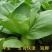 苏美丽上海青菜种籽种孑青梗菜种子秋冬季小青菜高产耐热南方