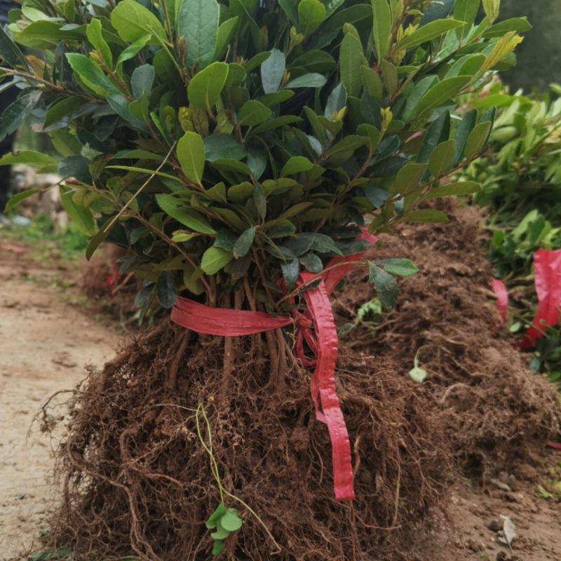 蚊母25-35公分起苗，量大从优，品质保证，农户自家苗