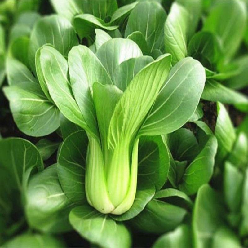 品味一夏油菜种子速生耐抽薹上海青种子青梗菜青菜种子蔬菜种