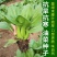 品味一夏油菜种子速生耐抽薹上海青种子青梗菜青菜种子蔬菜种