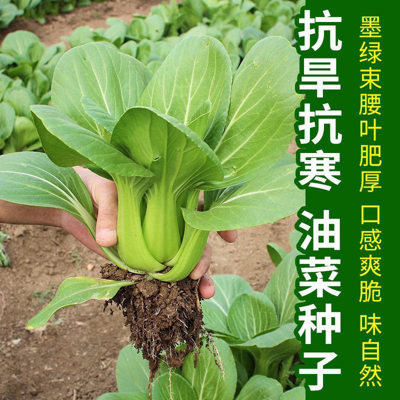 品味一夏油菜种子速生耐抽薹上海青种子青梗菜青菜种子蔬菜种